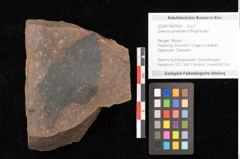 Foto (Objekt + Etikett) von Quercus palaeoilex Ettingshausen (NHMW-GEO-2024-0188-0942)